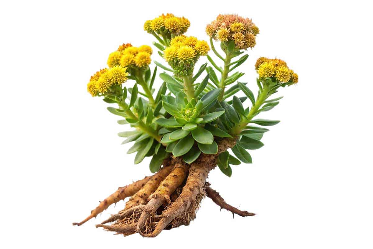 Rhodiola rosea root isolated white background