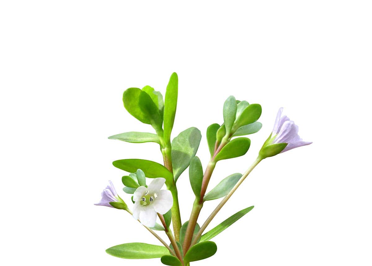 Bacopa monnieri is a perennial creeping herb the herb