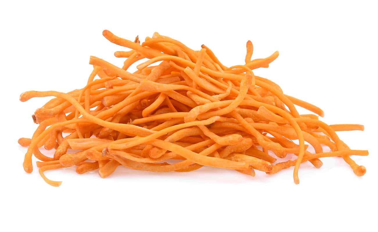 Cordyceps mushroom on white background