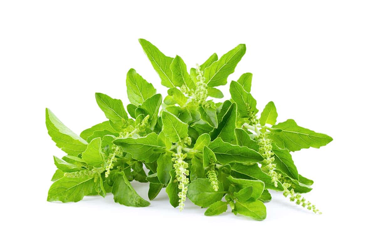 Holy basil leaves