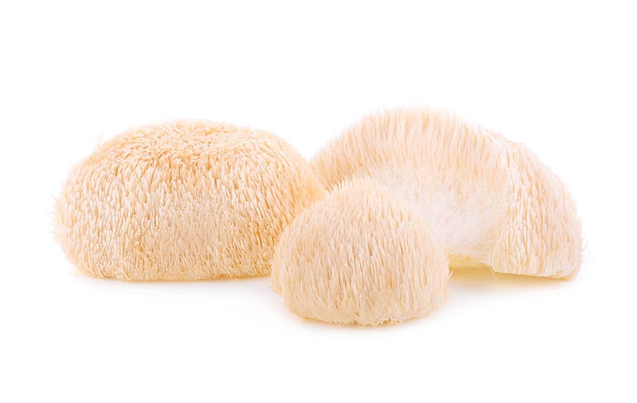 Lion mane mushroom isolated on white background