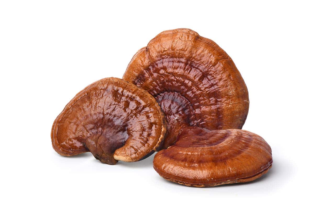 reishi mushroom (lingzhi) isolated on white background. 