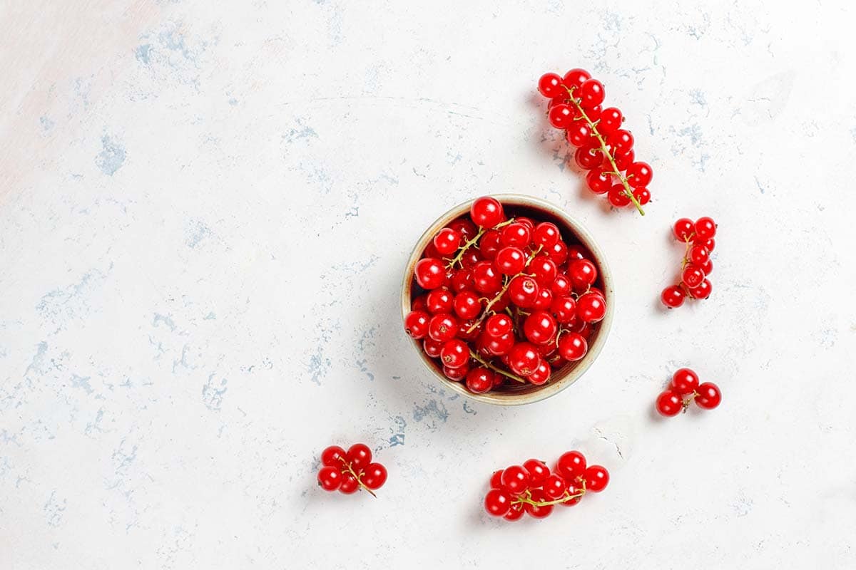 Schisandra Berrys on a plate white background